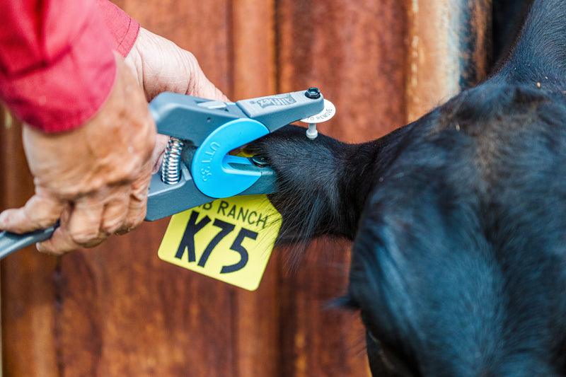 How to Apply Allflex EID and Two-Piece Ear Tags