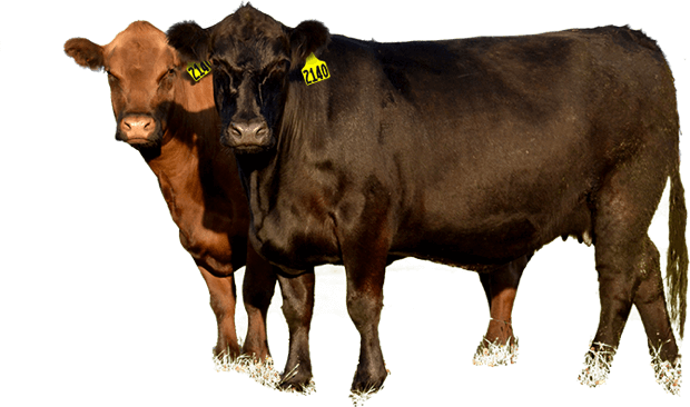 Cows in pasture | CattleTags.com